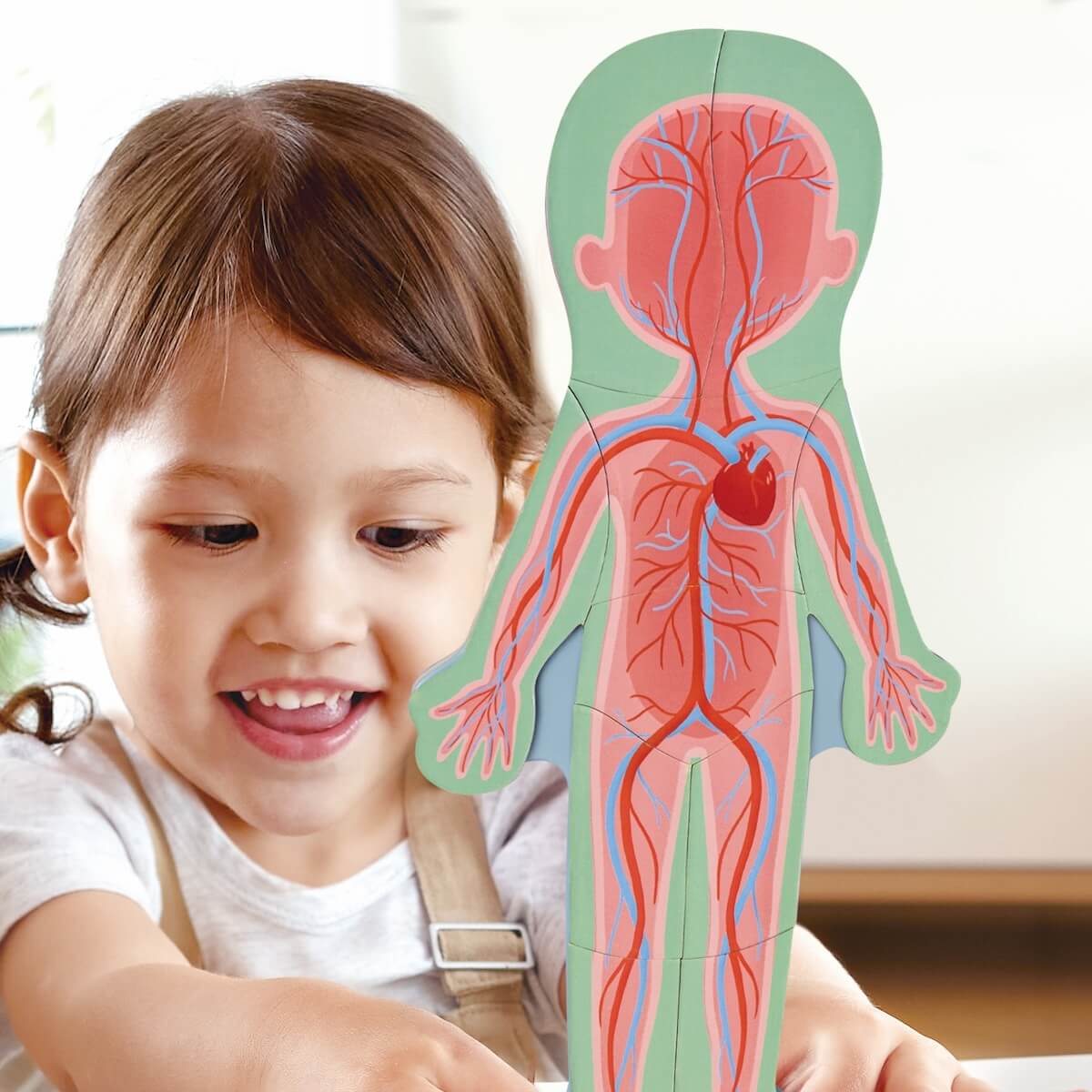 Rompecabezas magnetico del cuerpo humano Hape